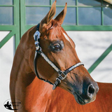 New! Billy Royal® Casper Arabian Silver Show Halter