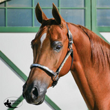 New! Billy Royal® Casper Arabian Silver Show Halter