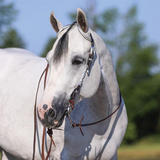 New! Billy Royal® Flat Ferrule Two Ear Headstall Posted.* Billy-Royal-Flat-Ferrule-Two-Ear-Headstall