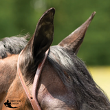 NEW! Billy Royal® Oiled Herman Oak Split Ear Headstall with Floral Buckle NEW ITEM Horse Size full/Cob Show bridle