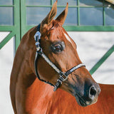 New! Billy Royal® Casper Arabian Silver Show Halter - Country Scene Saddlery and Pet Supplies