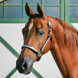 New! Billy Royal® Casper Arabian Silver Show Halter - Country Scene Saddlery and Pet Supplies