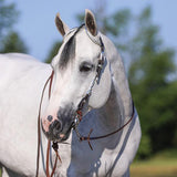 NEW! Billy Royal® Flat Ferrule Two Ear Headstall - Country Scene Saddlery and Pet Supplies