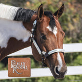 New! Billy Royal® Fort Worth Supreme Show Halter (pre orders) - Country Scene Saddlery and Pet Supplies