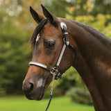 Billy Royal® Gemini Arabian Silver Show Halter - Country Scene Saddlery and Pet Supplies