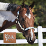 NEW! Billy Royal® Riverside Rebel Show Halter - Country Scene Saddlery and Pet Supplies