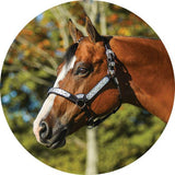 Billy Royal® Sydney Silver Show Halter - Country Scene Saddlery and Pet Supplies