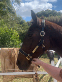Leather Halter - Rose Gold Fittings with Engraved Horse Nameplate - Country Scene Saddlery and Pet Supplies