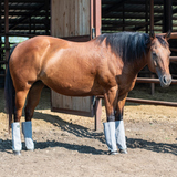New! Cashel Leg Guards – Fly Boots - Country Scene Saddlery and Pet Supplies