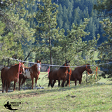 NEW! Cashel High Line Kit - Country Scene Saddlery and Pet Supplies