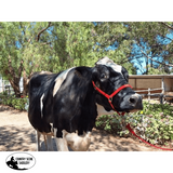New! Cattle Halter - Country Scene Saddlery and Pet Supplies