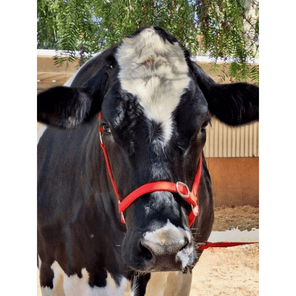 Cattle Halter