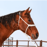 NEW! Classic Equine Braided Rope Halter with Lead - Country Scene Saddlery and Pet Supplies