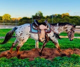 Delilah Collection Breastcollar - Country Scene Saddlery and Pet Supplies