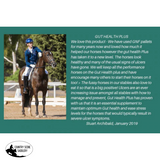 NEW! Gut Health Plus 🚚 Postage to be Quoted - Country Scene Saddlery and Pet Supplies