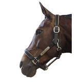 New! Leather Halter - Silver Fittings with Engraved Horse Nameplate - Country Scene Saddlery and Pet Supplies