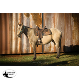 New! MJ79 Josey Ultimate Cash - Country Scene Saddlery and Pet Supplies