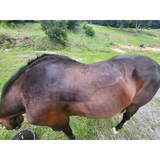 Mj79 Josey Ultimate Cash