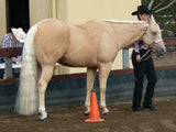 Palomino False Tails - Country Scene Saddlery and Pet Supplies