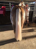Palomino False Tails - Country Scene Saddlery and Pet Supplies