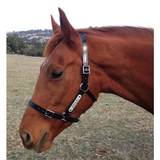 New! PVC Halter Black - Stainless Steel Fittings with Engraved Horse Nameplate