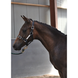 New! PVC Halter Black - Stainless Steel Fittings with Engraved Horse Nameplate