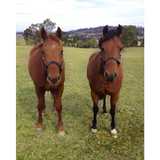 New! PVC Halter Black - Stainless Steel Fittings with Engraved Horse Nameplate