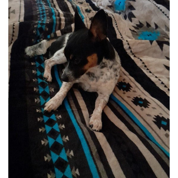 New! Queen Size 3 pc Borrego comforter set with southwest design.