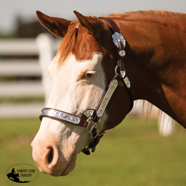 New! Schneiders® Dixie Ii Show Halter With Lead Halters