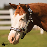 New! Schneiders® Dixie II Show Halter with Lead - Country Scene Saddlery and Pet Supplies