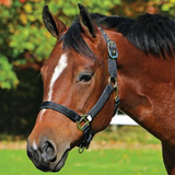 New! Schneiders® Dura-Tech® Cushion Web Halter - Country Scene Saddlery and Pet Supplies