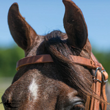 New! Schneiders® Rolled Nose Leather Side Pull - Full Horse - Hackamore