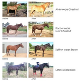 New! Show Colour Bucket Kit Pony - Country Scene Saddlery and Pet Supplies