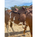 New! Southern Cross Work Saddle - Country Scene Saddlery and Pet Supplies