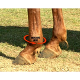 New! Support Boots Front (Black) - Country Scene Saddlery and Pet Supplies