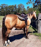 Syd Hill Premium Half Breed with Adjustable Tree Leather - Country Scene Saddlery and Pet Supplies