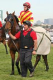 VIPA Groundsman Body Protector - Country Scene Saddlery and Pet Supplies