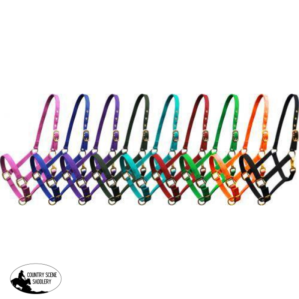 New! Nylon Halter Posted.* Halters