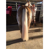 Palomino False Tails - Country Scene Saddlery and Pet Supplies