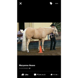 Pure White False Tail - Country Scene Saddlery and Pet Supplies