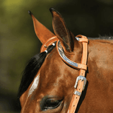 Raleigh Two Ear Headstall - Country Scene Saddlery and Pet Supplies