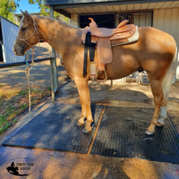 Srs Cut Off Skirt- Training Saddle Full Qh Posted