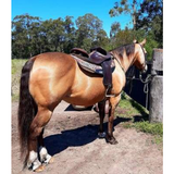 Syd Hill Premium Half Breed with Adjustable Tree Leather - Country Scene Saddlery and Pet Supplies