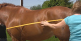New! Dura-Tech® Magnetic Sheet - Country Scene Saddlery and Pet Supplies