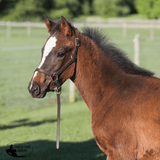 Weanling Leather Halter - Country Scene Saddlery and Pet Supplies