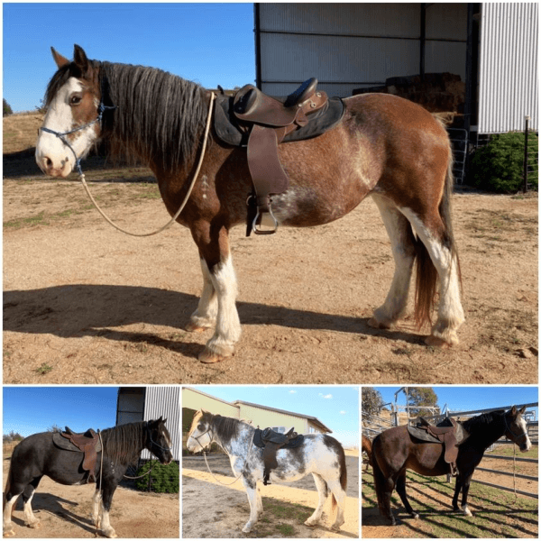 Syd Hill Barkley Stock Saddle With Swinging Fender Leather Shx Adjustable Tree